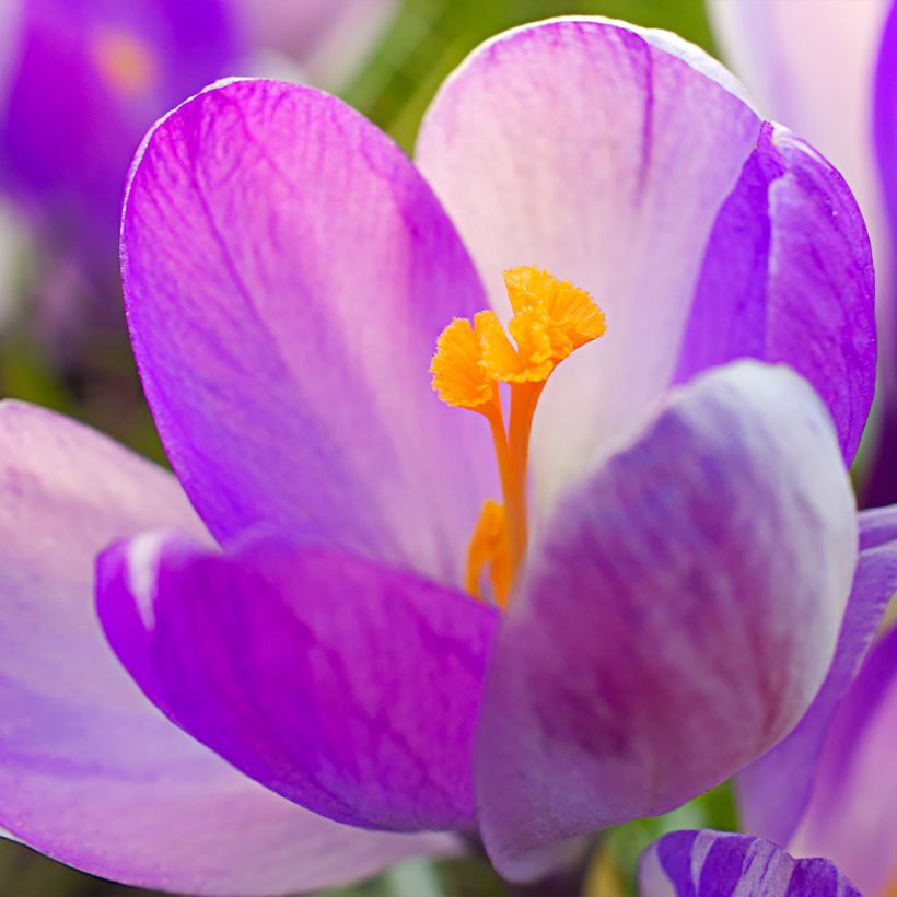 Crocus vernus Vanguard (Flowering)