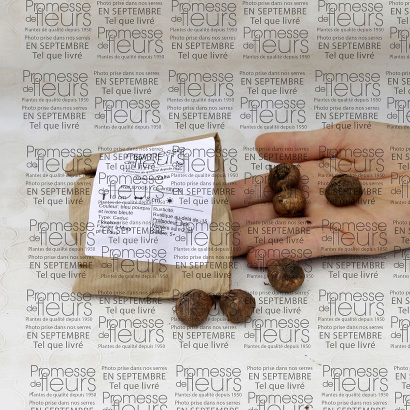 Example of Crocus Yalta Bulb size 5+ specimen as delivered