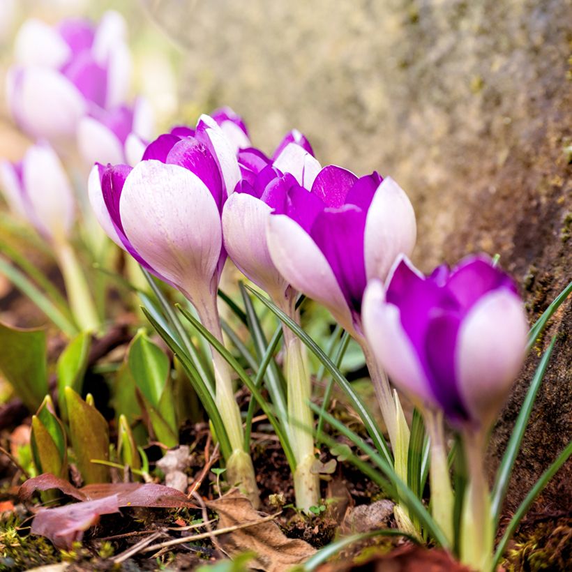 Crocus Yalta (Plant habit)