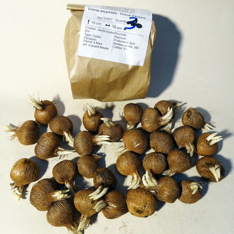 Example of Crocus ancyrensis Bulb size 5+ specimen as delivered
