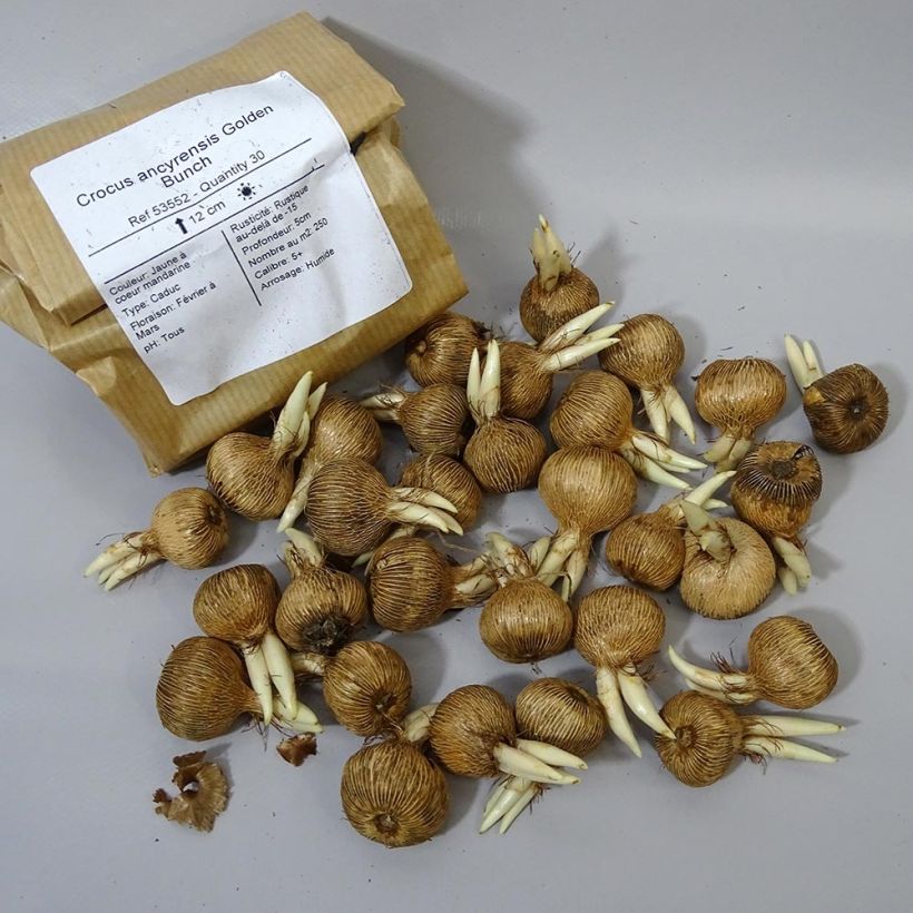 Example of Crocus ancyrensis Golden Bunch Bulb size 5+ specimen as delivered