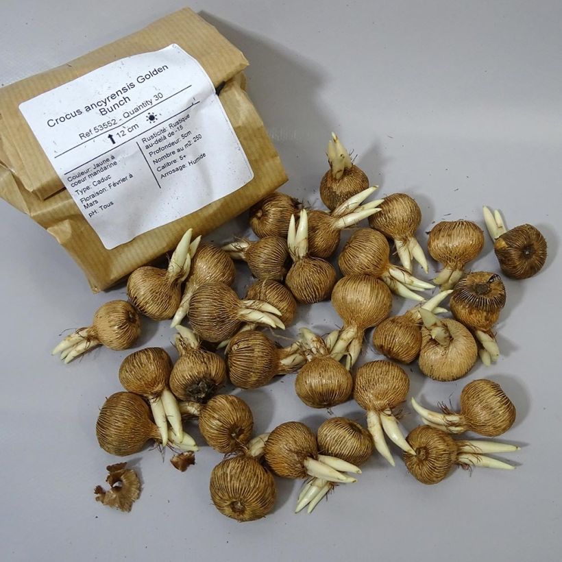 Example of Crocus ancyrensis Golden Bunch specimen as delivered