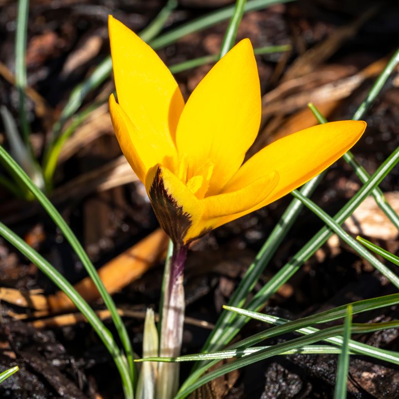 Crocus ancyrensis Golden Bunch (Plant habit)