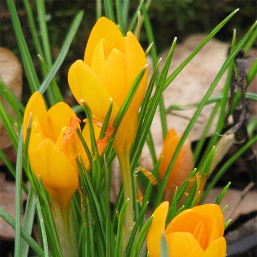 Crocus ancyrensis Golden Bunch (Flowering)