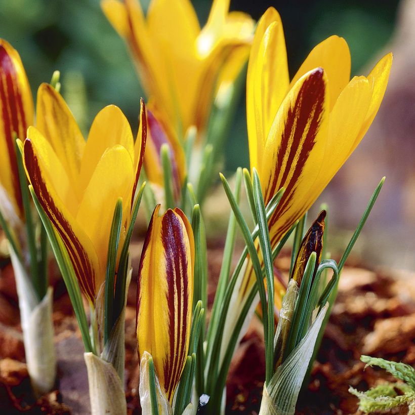 Crocus angustifolius (Flowering)