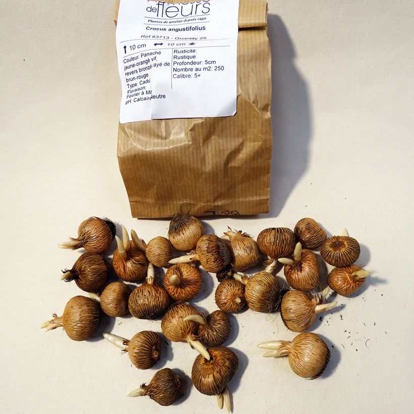 Example of Crocus angustifolius Bulbe calibre 5+ specimen as delivered