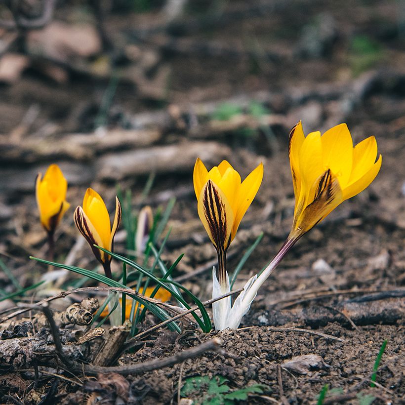 Crocus angustifolius (Plant habit)