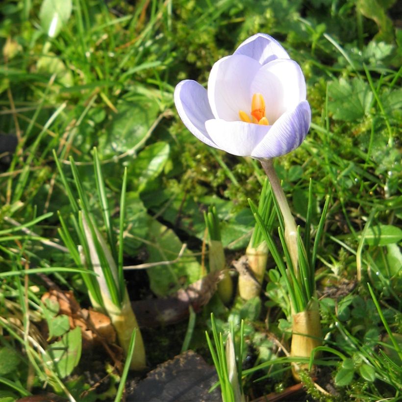 Crocus chrysanthus Blue Marlin (Plant habit)