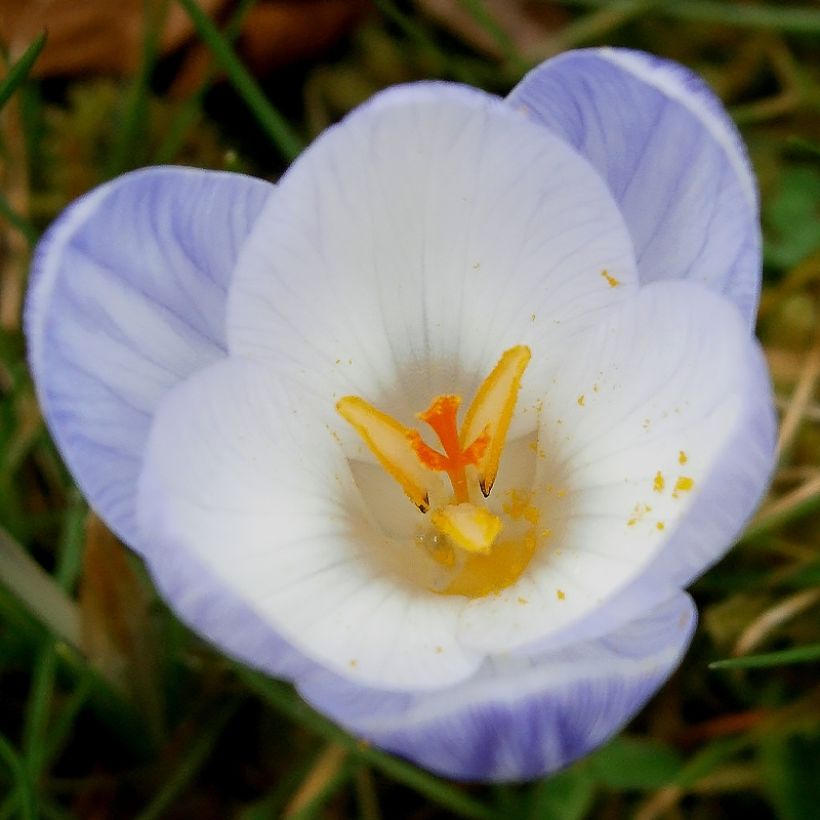 Crocus chrysanthus Blue Marlin (Flowering)