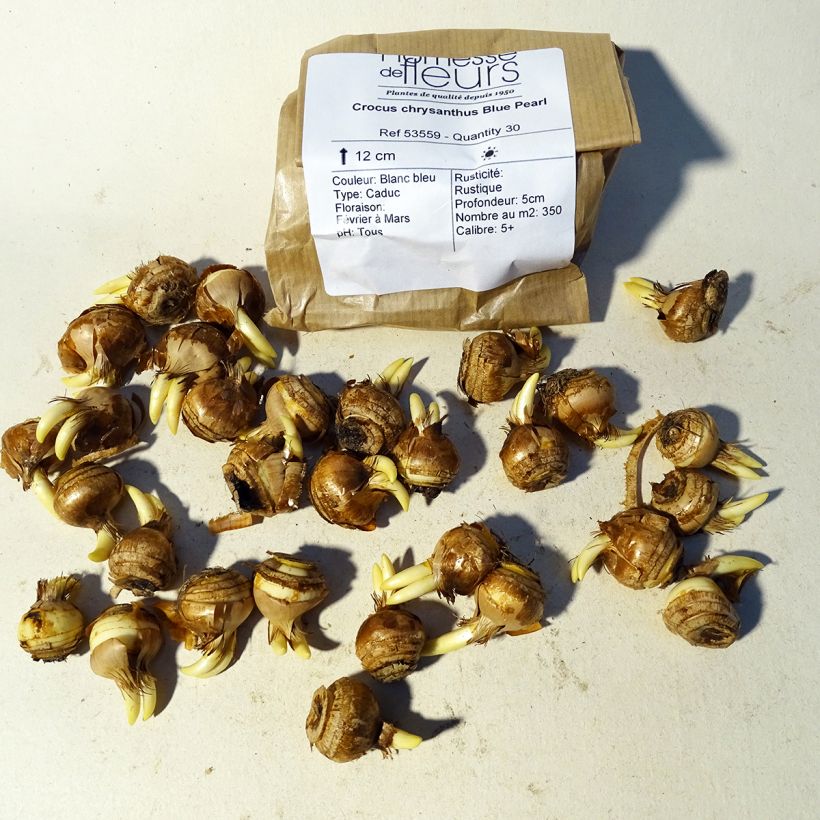Example of Crocus chrysanthus Blue Pearl Bulb size 5+ specimen as delivered