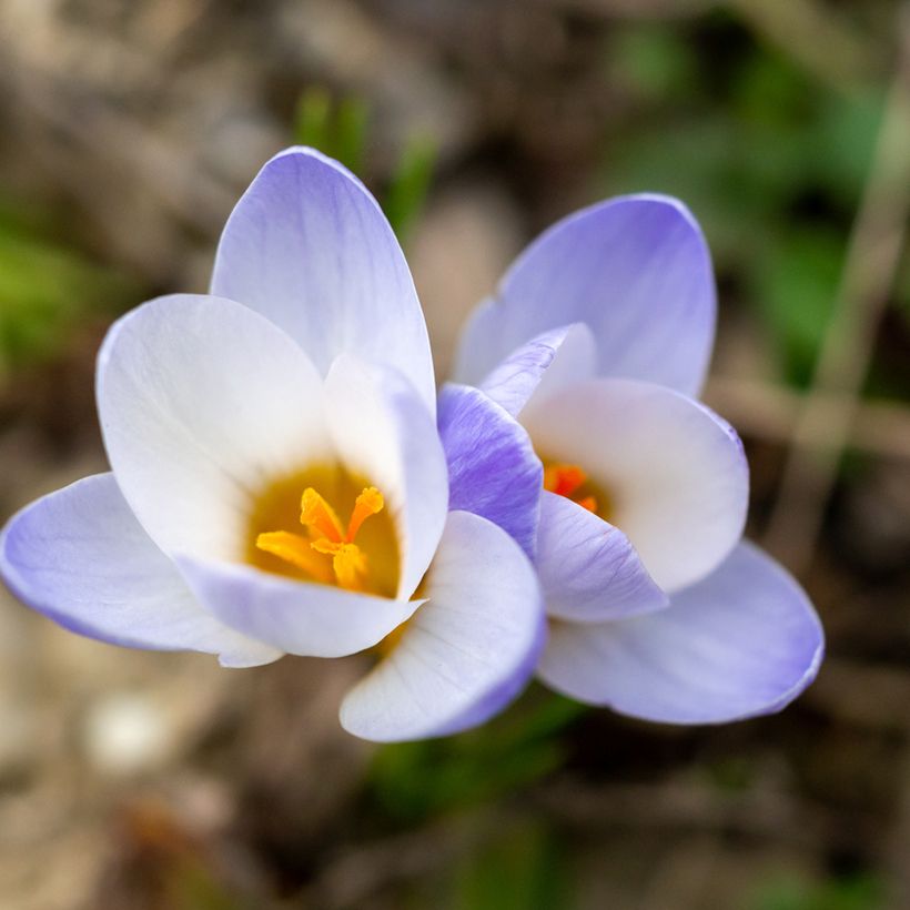 Crocus chrysanthus Blue Pearl (Flowering)