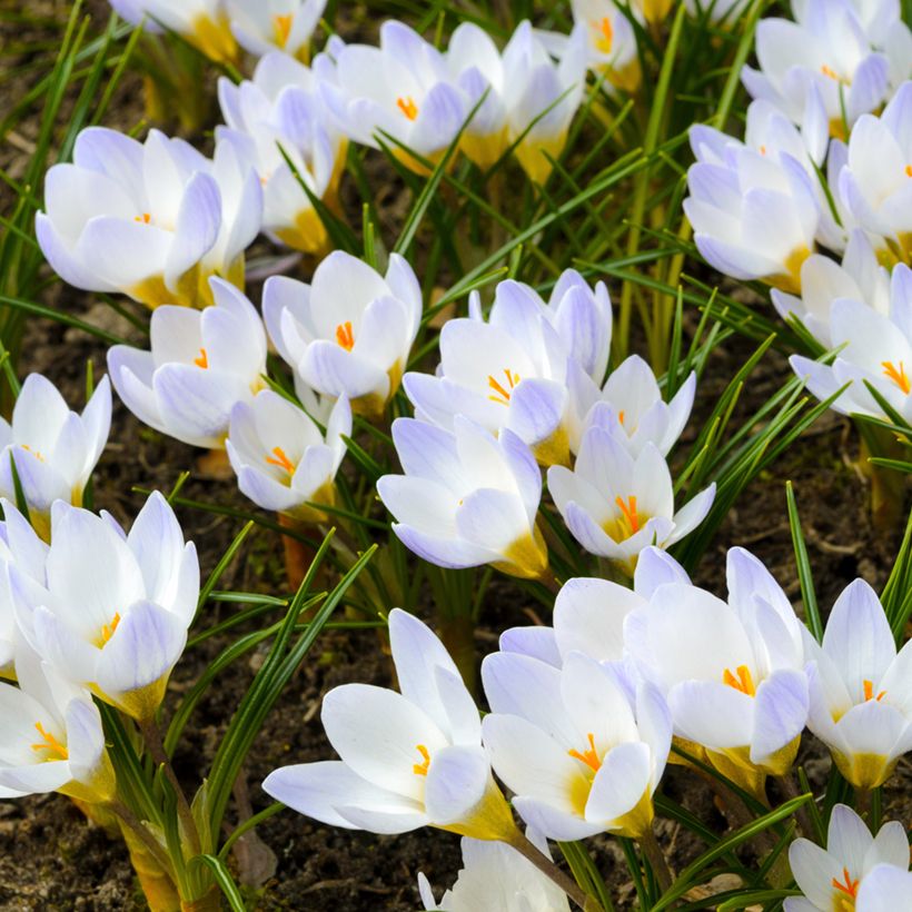 Crocus chrysanthus Blue Pearl (Plant habit)