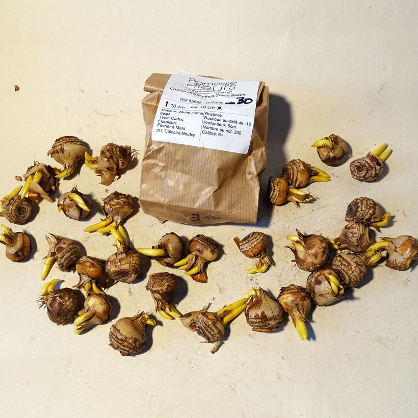 Example of Crocus chrysanthus Cream Beauty Bulb size 5+ specimen as delivered