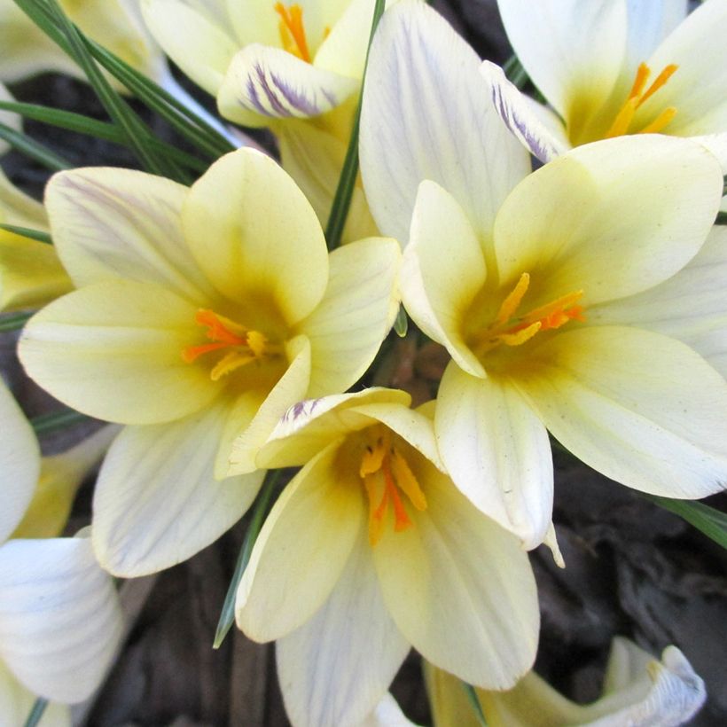 Crocus chrysanthus Cream Beauty (Flowering)