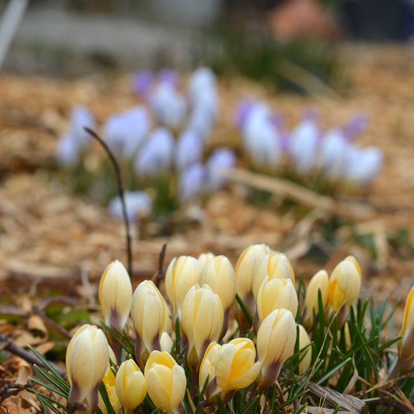 Crocus chrysanthus Cream Beauty (Plant habit)