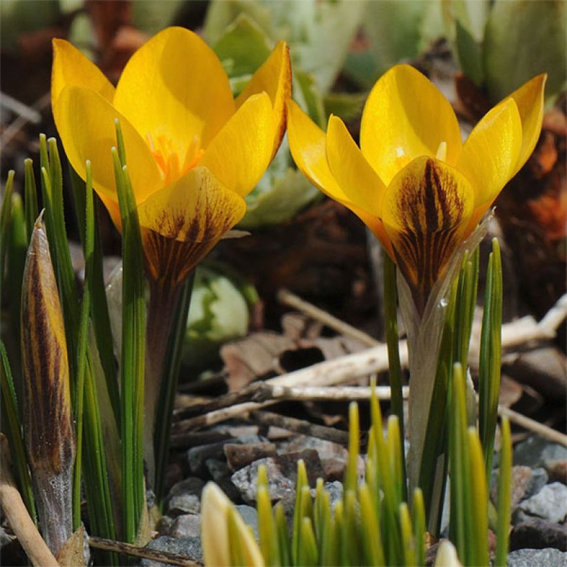 Crocus chrysanthus Fuscotinctus (Flowering)