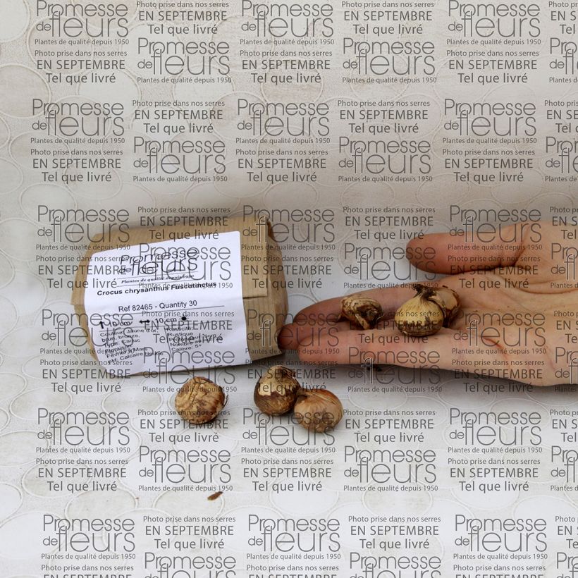 Example of Crocus chrysanthus Fuscotinctus Bulb size 5+ specimen as delivered