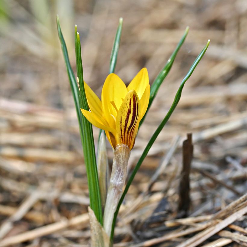 Crocus chrysanthus Fuscotinctus (Plant habit)