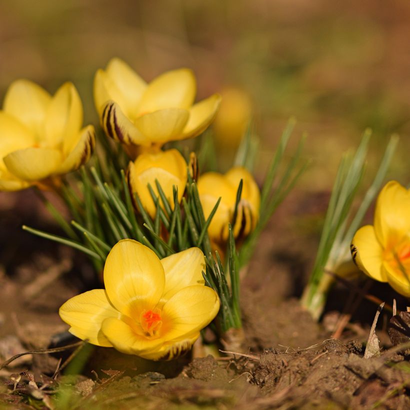 Crocus chrysanthus Gipsy Girl (Flowering)