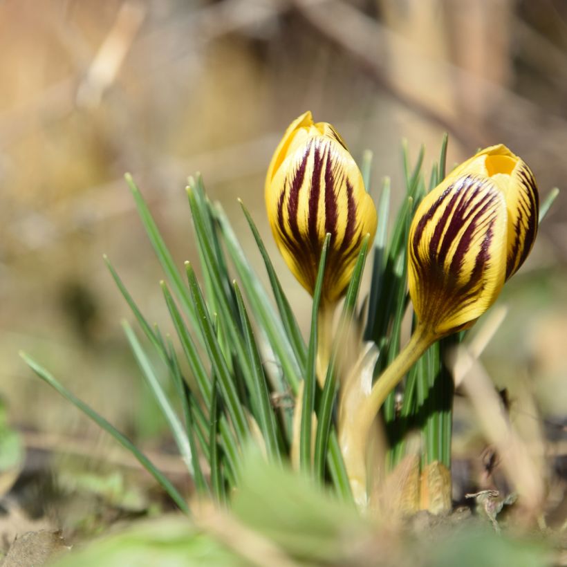 Crocus chrysanthus Gipsy Girl (Plant habit)