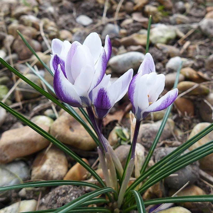 Crocus chrysanthus Ladykiller (Flowering)