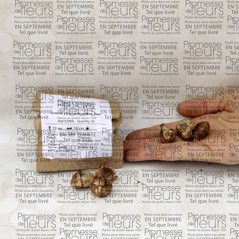 Example of Crocus chrysanthus Miss Vain Bulb size 5+ specimen as delivered