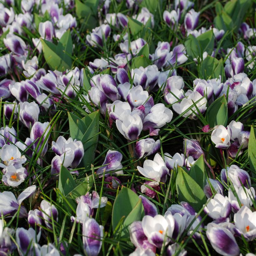 Crocus Prins Claus (Plant habit)