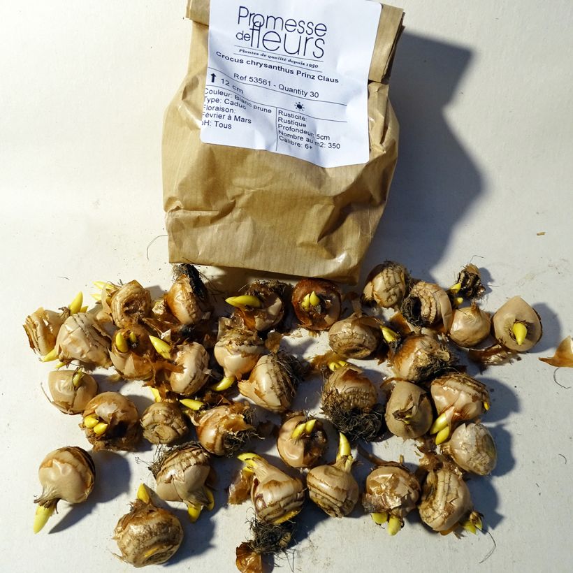 Example of Crocus Prins Claus Bulb size 5+ specimen as delivered
