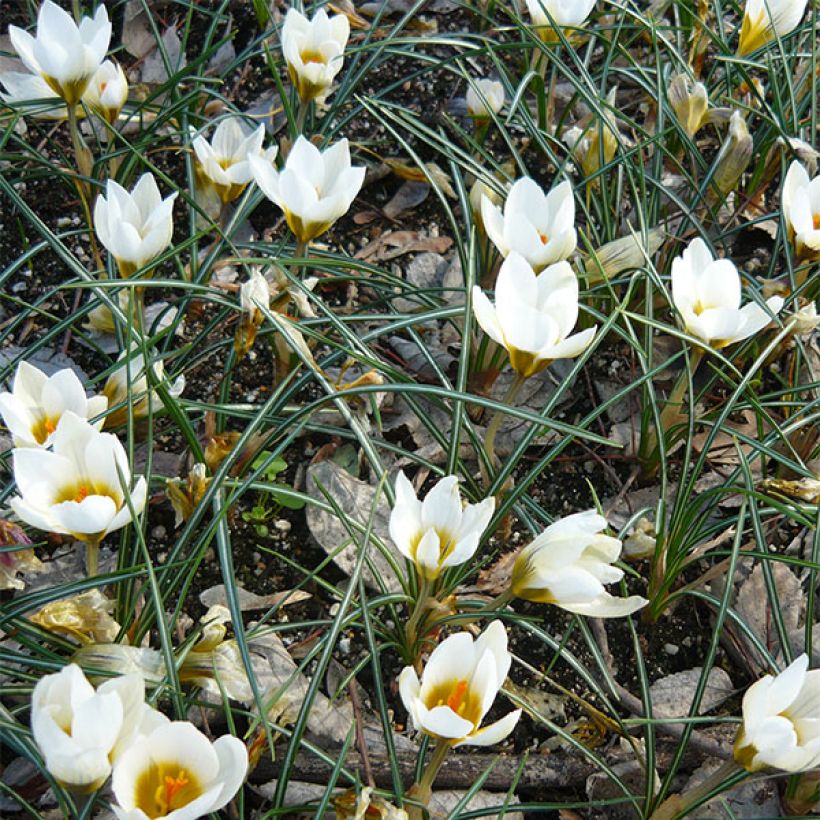 Crocus chrysanthus Snow Bunting (Flowering)