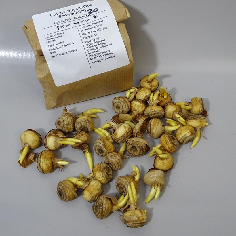 Example of Crocus chrysanthus Snow Bunting Bulb size 5+ specimen as delivered