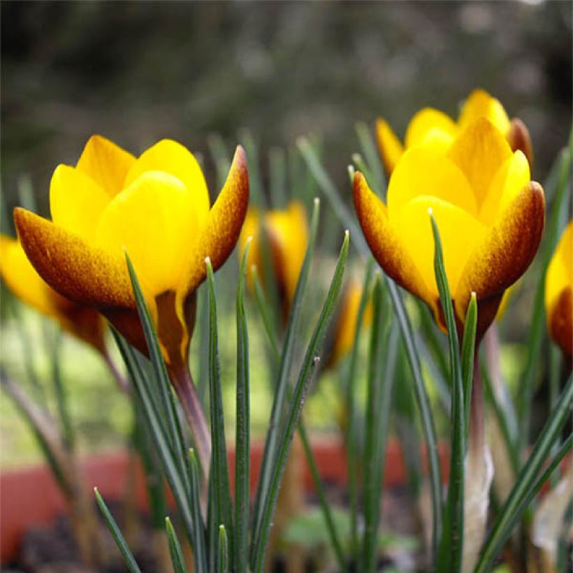 Crocus chrysanthus Zwanenburg Bronze (Flowering)