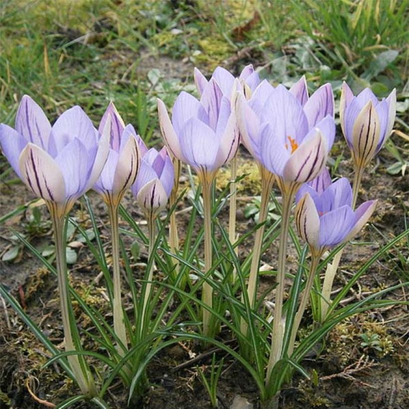 Crocus imperati De Jager (Plant habit)