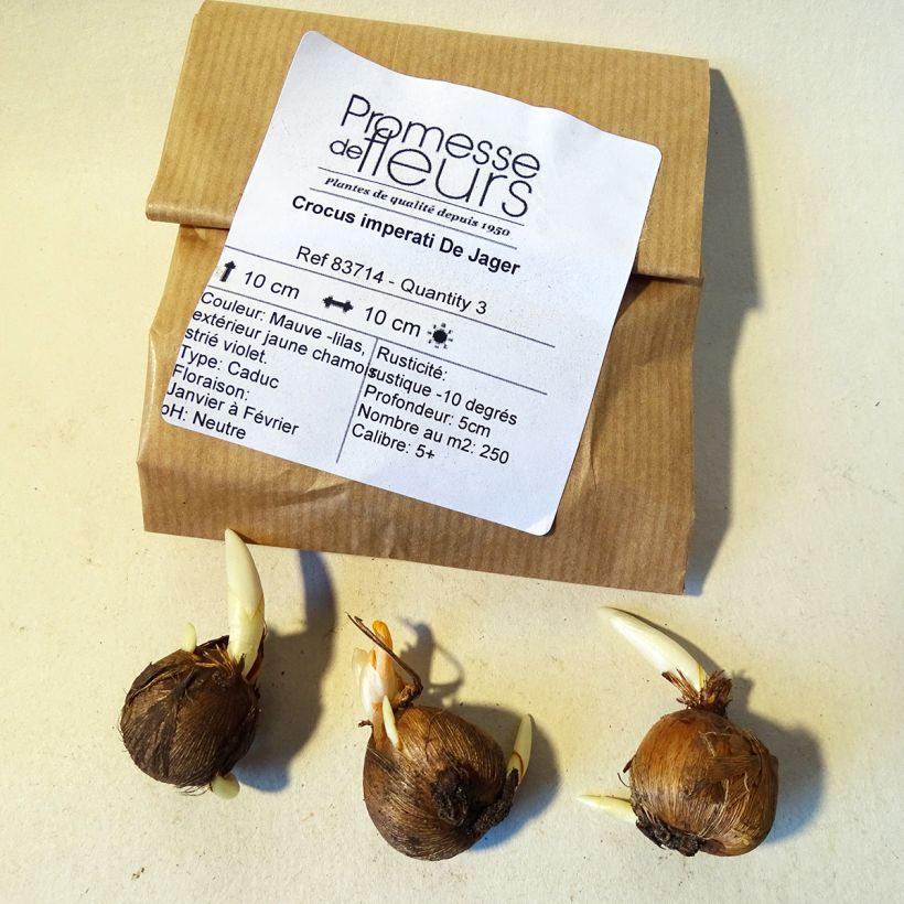 Example of Crocus imperati De Jager Bulb size 5+ specimen as delivered