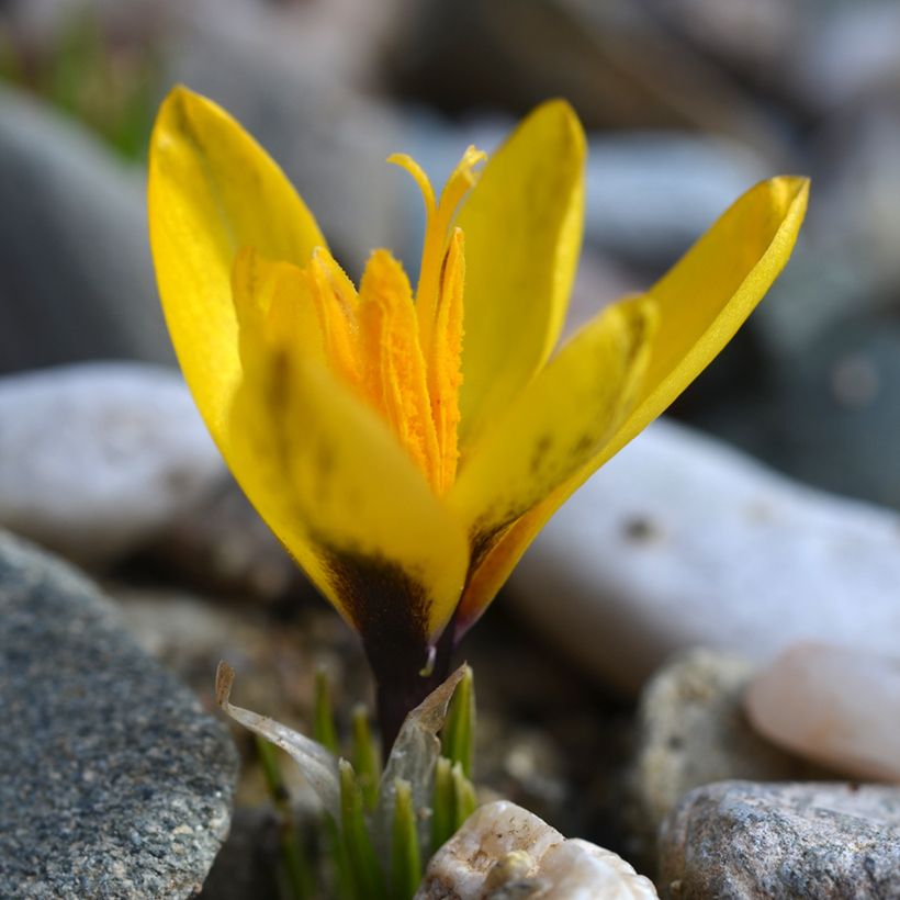 Crocus korolkowii (Plant habit)