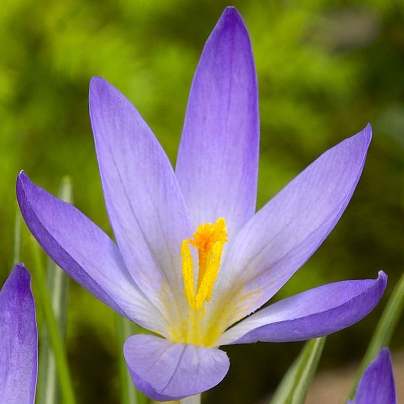 Crocus kosaninii April View (Flowering)