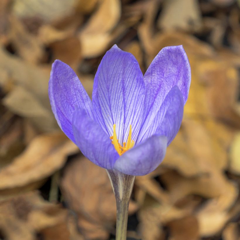 Crocus ligusticus (Flowering)