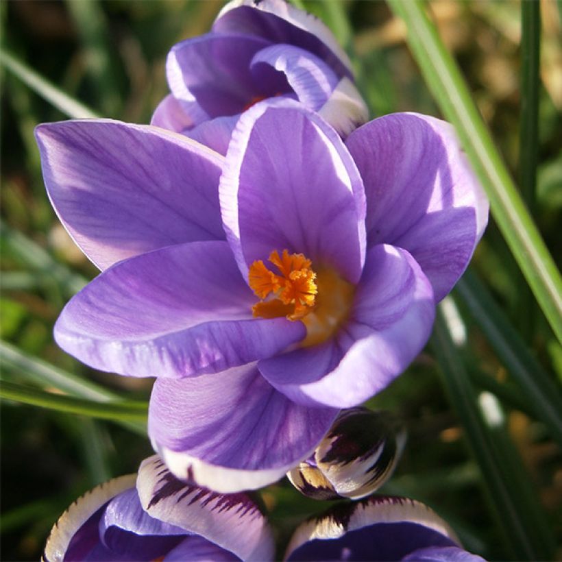 Crocus minimus (Flowering)