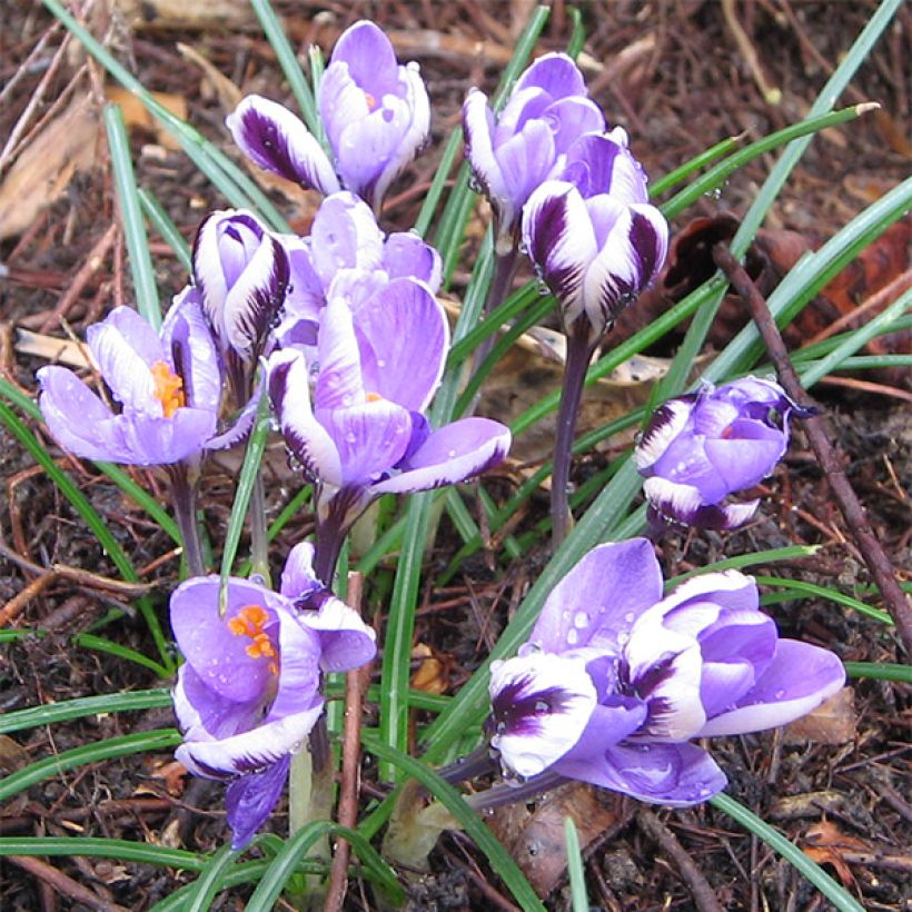 Crocus minimus (Plant habit)