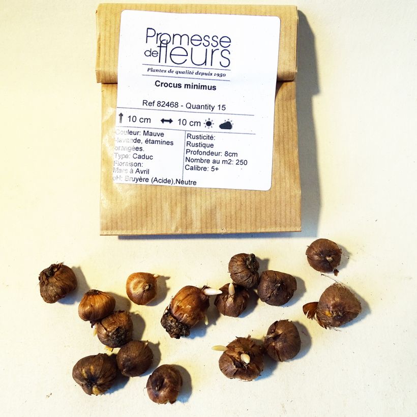 Example of Crocus minimus Bulb size 5+ specimen as delivered