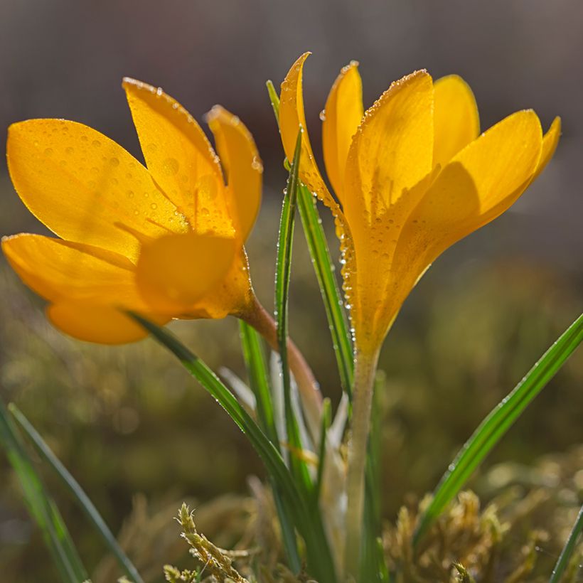 Crocus olivieri subsp. olivieri (Plant habit)