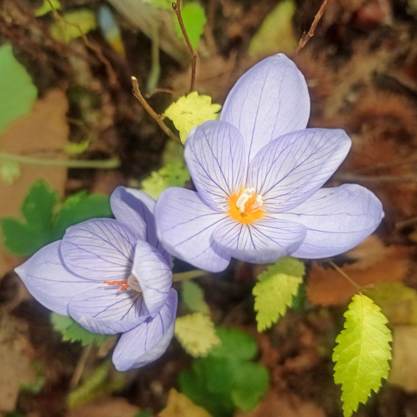 Crocus pulchellus (Flowering)