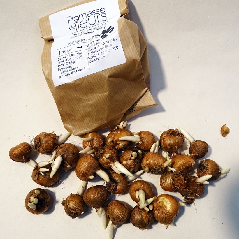 Example of Crocus sieberi Firefly Bulb size 5+ specimen as delivered