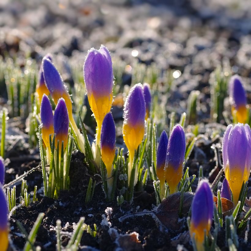 Crocus sieberi Firefly (Plant habit)