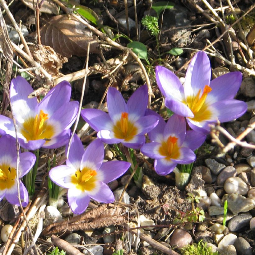 Crocus sieberi Tricolor (Flowering)
