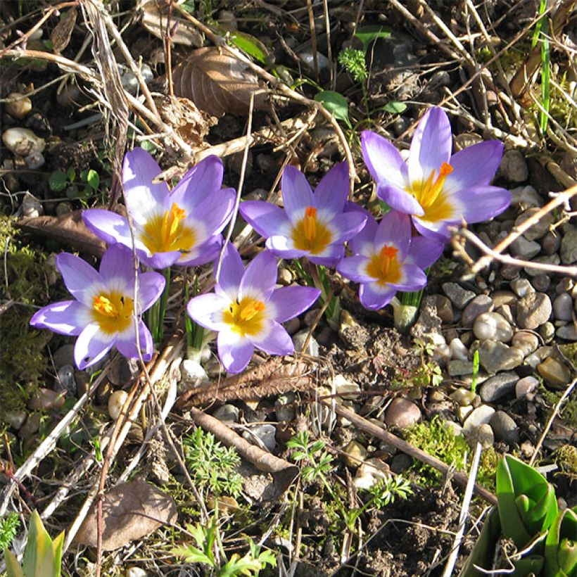 Crocus sieberi Tricolor (Plant habit)