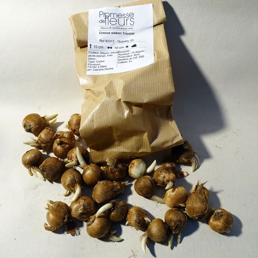 Example of Crocus sieberi Tricolor Bulb size 6+ specimen as delivered
