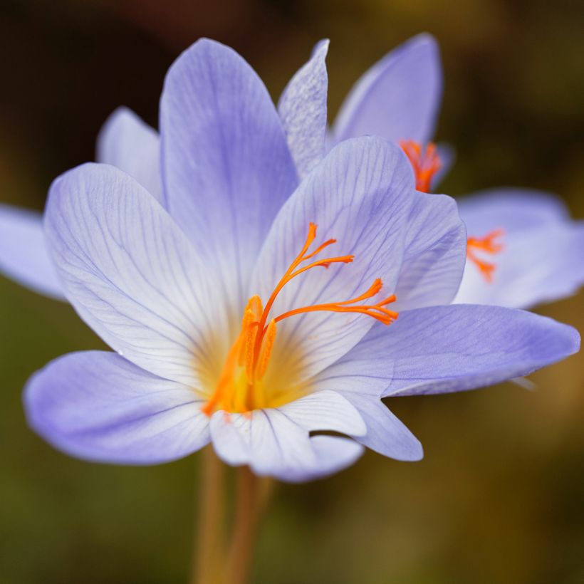 Crocus speciosus Aitchisonii (Flowering)