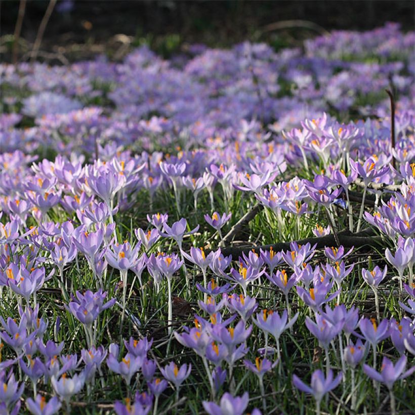 Crocus tommasinianus - Early Crocus (Flowering)