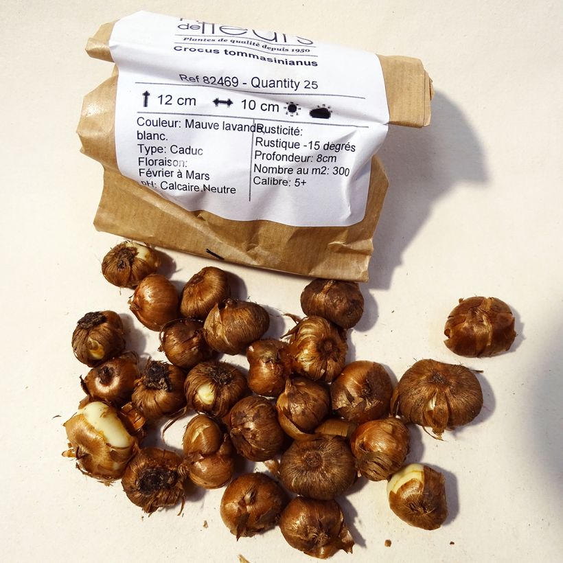 Example of Crocus tommasinianus - Early Crocus Bulb size 5+ specimen as delivered