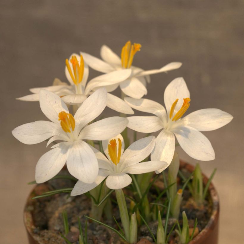 Crocus tommasinianus Albus - Early Crocus (Flowering)